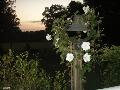 Moonflower Vine / Ipomoea alba 